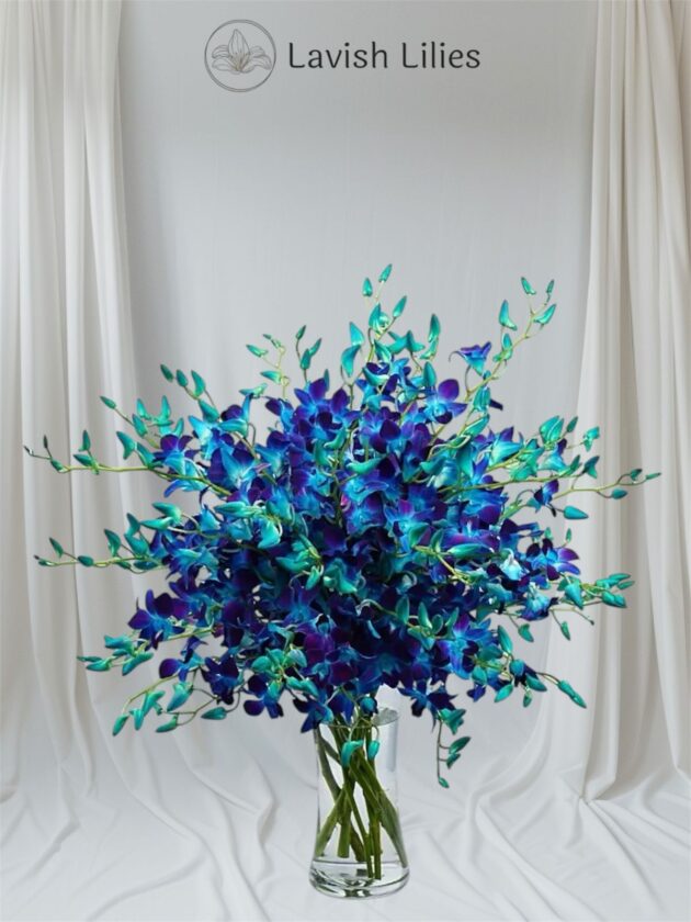 Blue and Purple Orchid